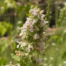 Best Seeds 1000 Heirloom Catnip Nepeta Cataria Herb Flower Seeds - £11.19 GBP