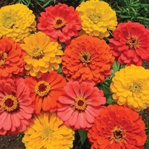 Exotic 100 Fruity Beauty Zinnia Mix Seeds. Organic. USA Seeds. Ships free - Vari - $3.10