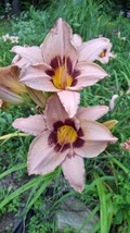 BRN Hemerocallis Classic Caper Daylily 1 Starter Plant Bareroot Live Fre... - $327.74 MXN