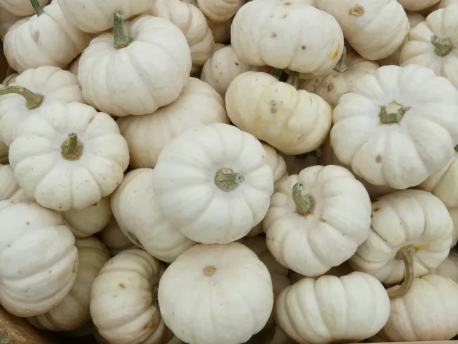 Baby Boo Pumpkin 20+ Seeds Mini White Pumpkins Jack Be Little Fresh Garden - £15.81 GBP