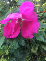 GIB Rosa rugosa var. rubra | Beach or Japanese Rose | Letchberry | 10 Seeds - £14.38 GBP