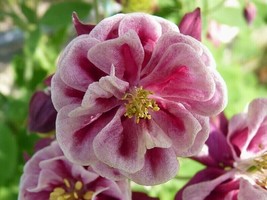 VP Rose Pink Columbine Aquilegia Vulgaris Flower Garden 50 Seeds - $6.38