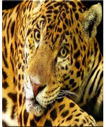 Jaguar animal wildlife nature Print great wall hanging &quot;8x10&quot;decorations... - $8.76
