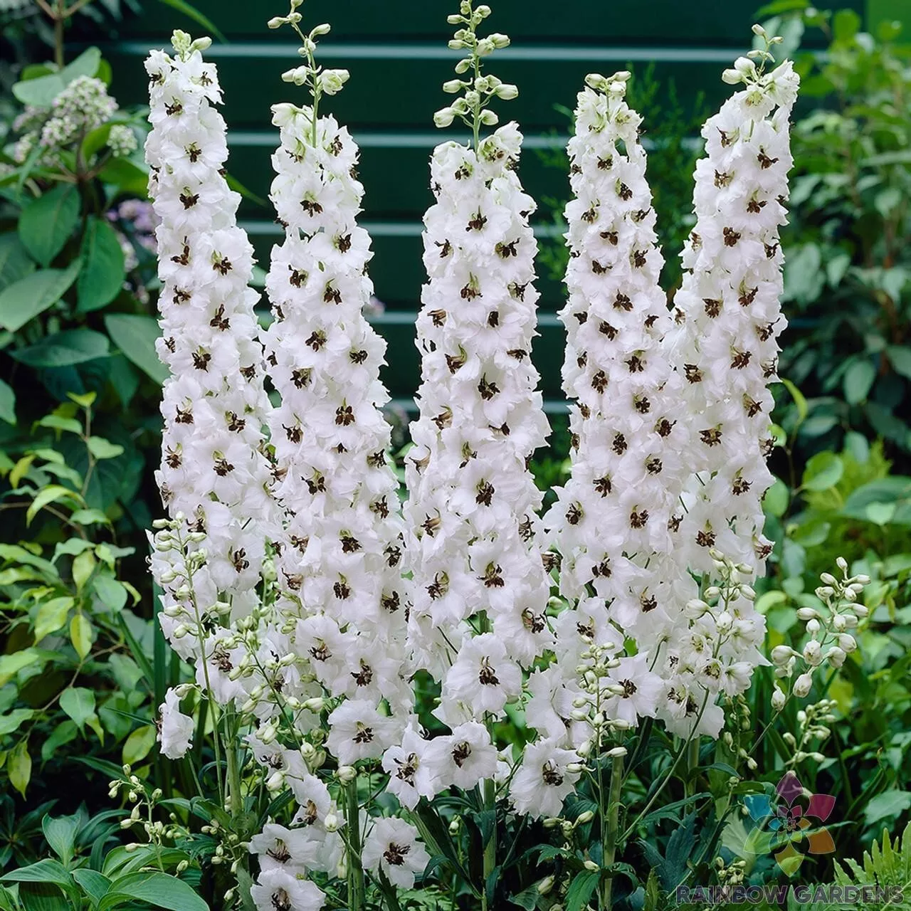 200 Pacific Giant Galahad Delphinium Seeds USA Shipping - £7.69 GBP