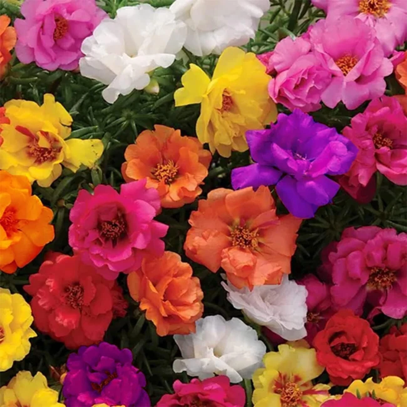 10000+ MIXED MOSS ROSE SEEDS PORTULACA GRANDIFLORA MIX FLOWERS GROUNDCOVER - $6.53