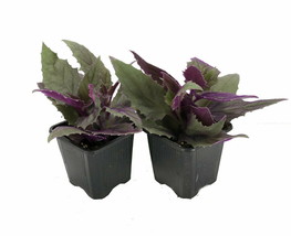 2 Live Plants 3&quot; Pots - Purple Passion - EROTIC - Gynura - Indoors - Gardening - £46.60 GBP