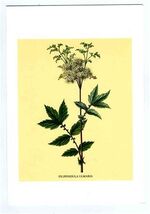 Swissair Economy Class Menu Switzerland to USA 1960's Filipendula Ulmaria - $15.82