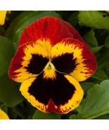 KKG 50 Pansy Seeds Majestic Giant Fire Fresh Garden - $9.89