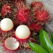 Rambutan Seeds Nephelium Lappaceum Fresh Seeds USA - $18.44