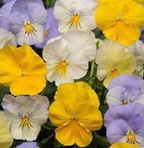 15 Pansy Seeds Cool Wave Pastel Mix (Hanging Pansy) Coolwave Pansy Garden USA Se - $10.50