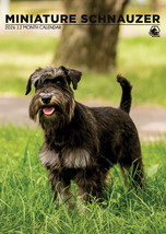 Miniature Schnauzer Calendar 2026 - $385.70 MXN