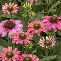 50 Seeds Coneflower Butterfly Rainbow Heirloom Seeds R API D Garden Magic - $8.35