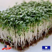 Non-Gmo Broccoli Microgreens Seeds - Waltham 29 4400 Heirloom Garden Usa Shippin - $13.98