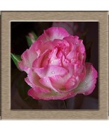 White pink green roses flower seeds -20 seeds- code 398 - $110.24 MXN White pink green roses flower seeds -20 seeds- code 398 - $110.24 MXN