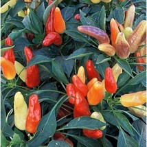 USA Seller Sweet Pickle Sweet Pepper Seeds Fast Shipping - £9.56 GBP