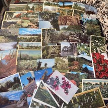 Lot Of 60 Vintage Postcards Flowers Gardens Plants Trees Outdoor US Locations - £8.35 GBP