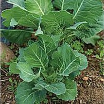 Premier Kale Seeds 20+ Seeds Non Gmo Fruit Herb Flower Seeds For Fresh - £8.08 GBP