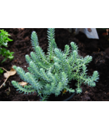 Blue Spruce Sedum Reflexum Creeping Ground Cover Stonecrop - $5.45