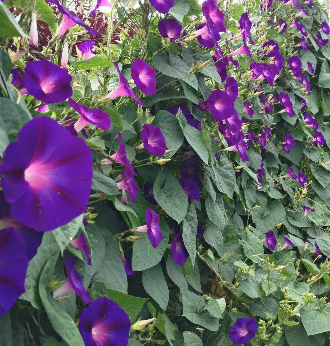 GRANDPA OTT MORNING GLORY SEEDS  IPOMOEA annual FLOWER PURPLE 30+ SEEDS - £4.50 GBP