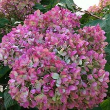 USA SELLER 5 Little Lime Purpl Hydrangea Seeds Perennial Flowers Flower Garden 1 - $14.89