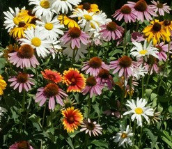200 All Perennial Flower Seed Mix Coneflower Daisy Wildflower - £3.91 GBP