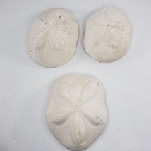 Large Sand Dollar Sea Biscuit Puffy 5&quot; x 4&quot; Vintage Natural Set of 3 - £23.91 GBP