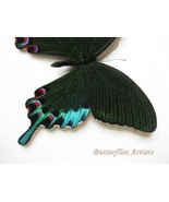 Luzon Peacock Papilio chikae Summer Form VERY RARE Butterfly Framed Shad... - $3,514.49 MXN