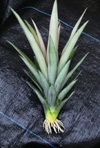 Pineapple Plant - Kona Sugarloaf Bare-root 6&quot;- 20+&quot; plants- Super Sweet - £15.97 GBP+