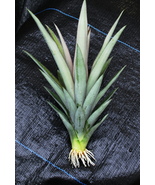 PINEAPPLE PLANT - Kona Sugarloaf Bare-root 6"- 20+" plants- SUPER sweet - £15.72 GBP - £25.95 GBP