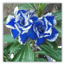Rare Blue White Desert Rose Adenium, Professional Pack, 2 Seeds / Pack, amazing  - £3.26 GBP