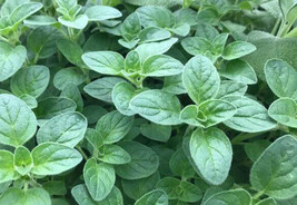 500 Italian Oregano Seeds Heirloom Pizza Herb US Seller - $5.75