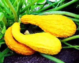 10 Crooked Neck Summer Squash Seeds Non-Gmo Fresh Garden Usa Seller - £8.17 GBP