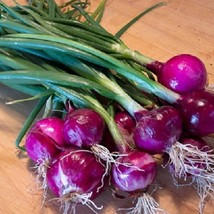 New Seeds 250 Red Purplette Onion Seeds Mini Onion USA Seller - $21.40