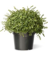 National Tree Company Artificial Shrub Bush Mini Tea Leaf Ball w/ Pot Ba... - $44.42 CAD