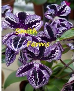 25 of Seeds Streptocarpus Purple Flowers Polka-Dot - $6.98