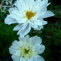 Double Click Snow Puff Cosmos. 50 Seeds. Big Blooms Perfect For Cutting Beautifu - £7.32 GBP