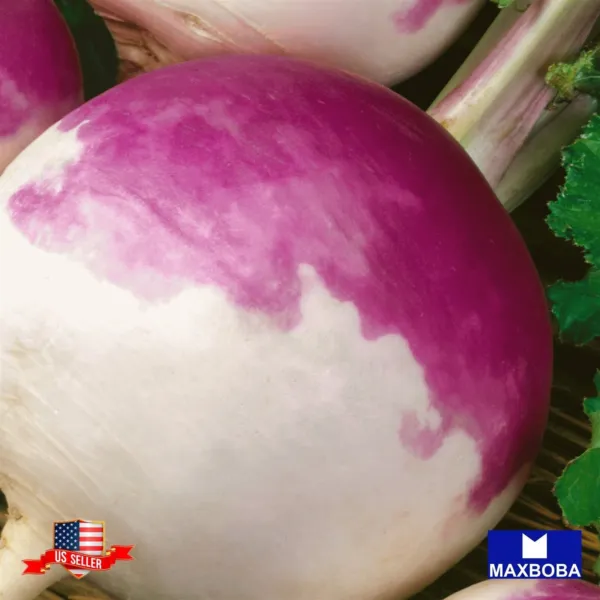 500+ Purple Top White Globe Turnip Seeds Non Gmo Heirloom Fresh Garden Beautiful - £5.45 GBP