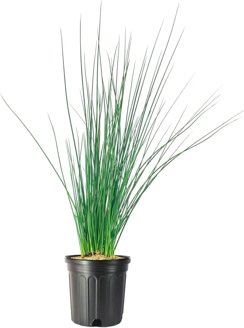 Blue Arrows Rush Grass Large Plant Juncusnflexus - £50.24 GBP