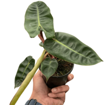 Philodendron 'Billietiae'-6" Pot - $1,605.62 MXN