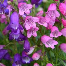 Mini Bells Penstemon (Penstemon Mexicali Miniature Bells - 25 Seeds Gard... - $12.98