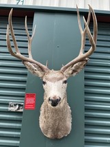 Deer Head Mount Taxidermy Antler  Log Cabin Decor Hunt Horn - £871.71 GBP