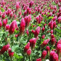 Crimson Clover Seeds Trifolium Incarnatum Packet Of 50 Seeds US Seller Fast Ship - £6.92 GBP