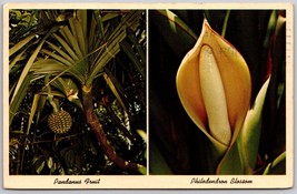 Pandanus Fruit  Philodendron Blossom  Florida Tropical Plants posted - $9.07