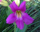 Sale 250 Seeds Purple Monkey Flower Mimulus Ringens USA - $9.90