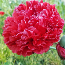 Poppy Lucille Red Frosted Breadseed Peony Poppies Large Pods Organic 200 Seeds - £8.65 GBP