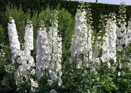 White King Larkspur {Delphinium Consolida} Prestratified 30 Seeds Fresh Garden U - $8.98