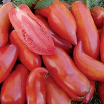 USA Seller Federle Tomato Seeds Organic - $4.38