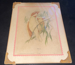 John Gould Vtg, 1930&#39;s-40&#39;s, Parrot Print, Fab, NYC, Sidney Z. Lucas, No.602B - £19.42 GBP