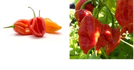 120+ Habanero Hot pepper Seeds Hottest Pepper Fresh Garden SEEDS - £22.37 GBP