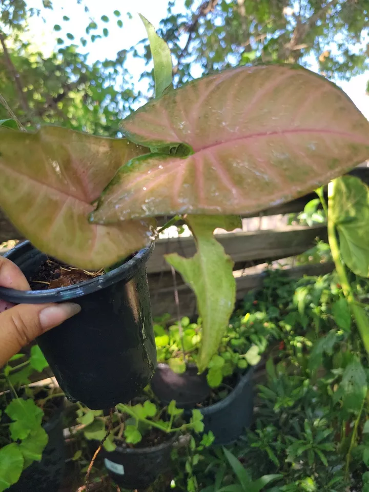 Syngonium Neon Robusta Pink Arrowhead Vine - Syngonium podophyllum Live ... - €25,36 EUR